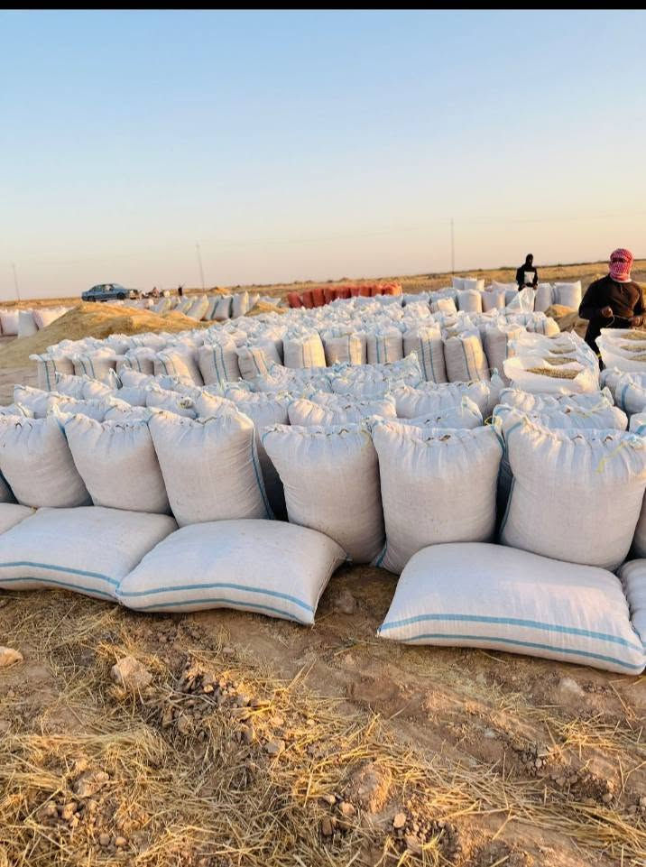 تبن للبيع
سعر شليف 2500 مطروح مكانه
المكان السكران الغربي
الاتصال على الارقام التاليه
***********
***********
ملاحظه يوجد توصيل حسب الاتفاق
