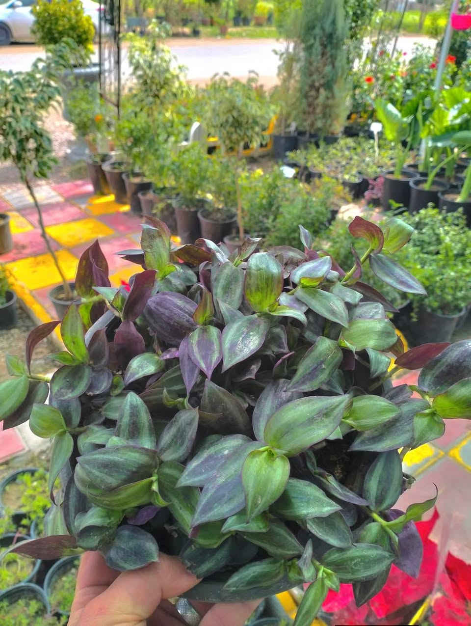 وجبه جديده وصلت من النباتات 
لطلب والاستفسار مراسلة الصفحه يوجد خدمة توصيل خانقين جلولاء سعديه


**إذا كنت صاحب هذا الإعلان وتريد حذفه لأي سبب، رجاءا أرسل رسالة إلى الدعم الفني**