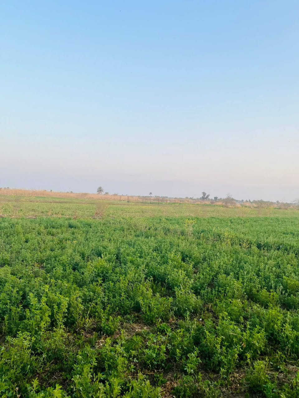 سلام عليكم
6 دونم البيع في السجر الدوايه قريبه على جدول الصب الكاع تبعد عن  جدول على سليمان 200 متر. جنس العقار طابو زراعي سند 25. بيه مي اسأله وكهرباء وساقيه للاستفسار تصال علا رقم ***********
