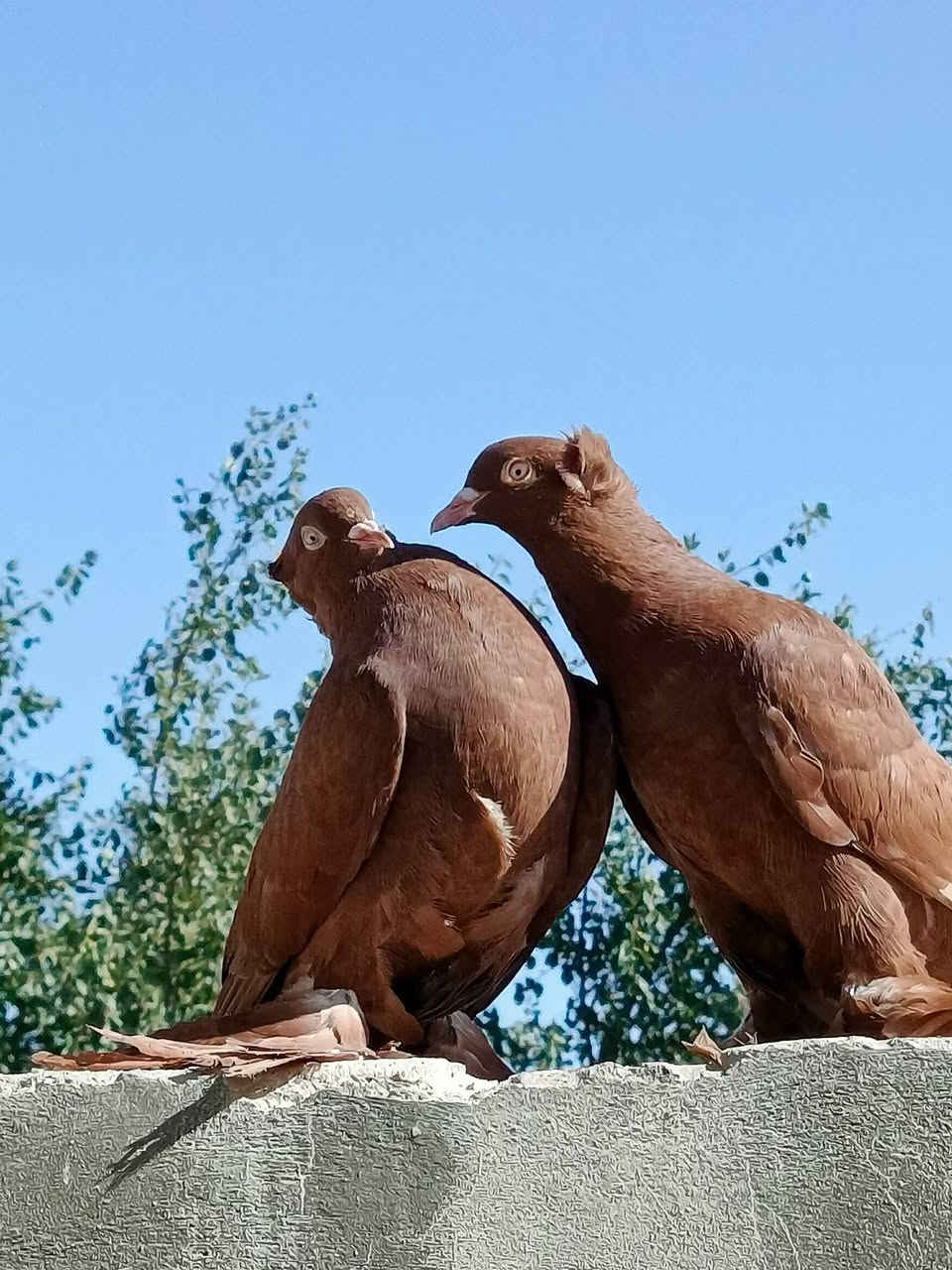 متاح من انتاج         مكلف بل نشر
صاحب الحلال يـاسين نـجفي 
زوج مستوه امامكم جفن عالي عيون بيض منكار جبر وجعجوله فنجان ولون جبده طيور نصبه ونضافه وجمال عنواني نجف الاتصال *********** يوجد توصيل حسب الاتفاق
