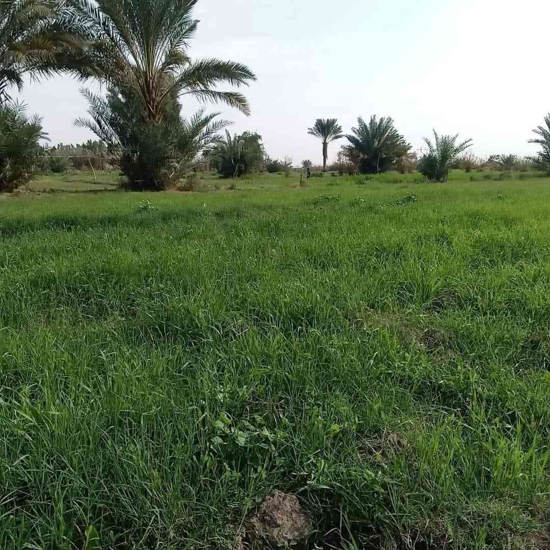 ارض زراعيه للبيع مساحتها 12 دونم ويوجد بها بيتين بناء حديث ويوجد فيها ماء في الصيف والشتاء للزراعه ويوجد بها أكثر من 50 نخله وماره بها اعمده الكهرباء وماء اسأله ومدرسه قريبه ومستوصف وأرض صالحه جدا للزراعه.
عنوانها :- بابل _الحمزه الغربي.
تبعد عن السريع الدولي مايقارب 3 كيلومتر في منطقه الكصيرات - مقام الخضر  ارض اصلاح زراعي وعن الشارع التبليط الفرعي مايقارب 400 متر الدونم 10 ملايين وبيه مجال . جميع التفاصيل الاخرئ يم صاحب الأرض أرقامه 👇
للاتصال :-***********
