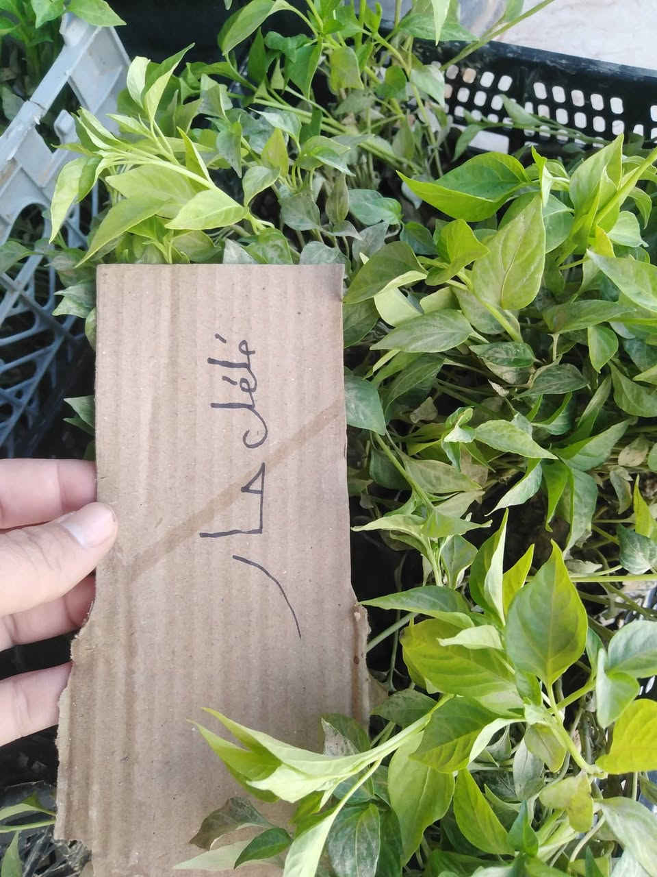 #وصول_شتل_درجة_اولى_جميع_الانواع
#جملة_مفرد_بأنسب_الأسعار
(باذنجان _ فلفل حار _ فلفل بارد _ فلفل خشن _ طماطة) 
للاستفسار الاتصال على الرقم ***********
#العنوان_الموصل_القيارة_سوق_الجدعة_الشارع_العام
