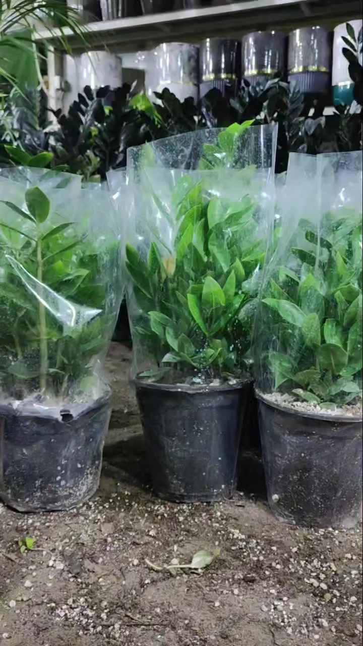 الزامبيا الكبير ب 8 بس 🔥🔥🔥
العنوان: حلة حي الصحة شارع كورنيش
للتواصل ضرغام : ‏‪0782 884 2289‬‏
علي خلدون: ***********
https://maps.app.goo.gl/MrkK44hPhZ3qJYfC9
