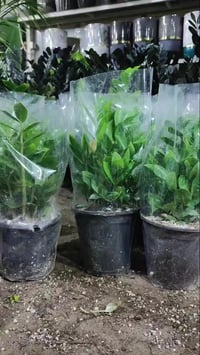 الزامبيا الكبير • مرجوحه • كورنيش حي الصحة