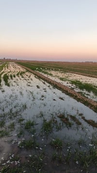 ارباكات • نص دونم • وجه 17م