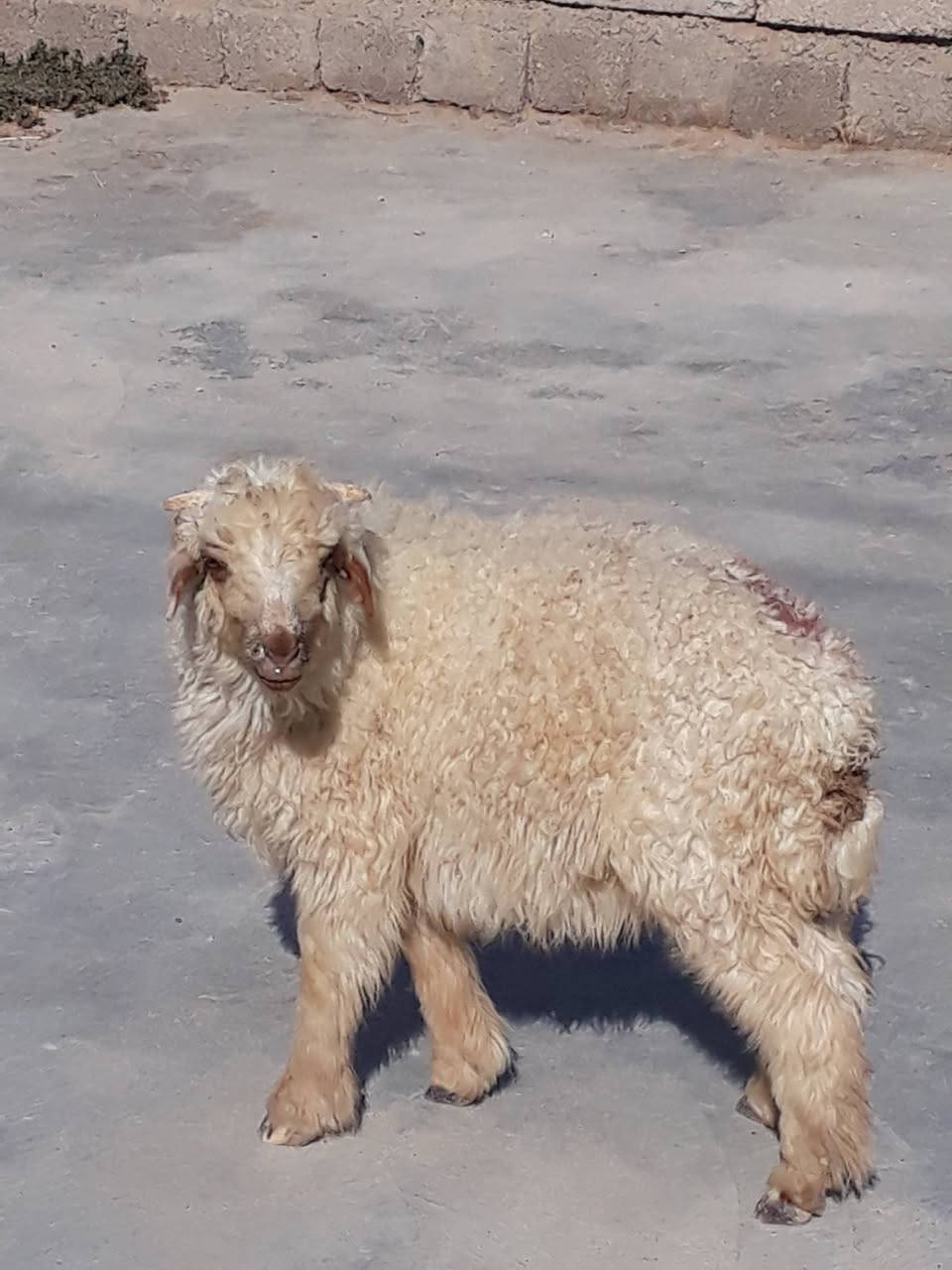 يوجد طلي للبيع💰 ناصح شرط العنوان بيجي حي العصري 
 رقم الهاتف 📱***********
