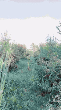 الكل شاف هذا صنف الرمان المزروع بعز حر العراق وتعجب منه نعم صنف رمان ج...