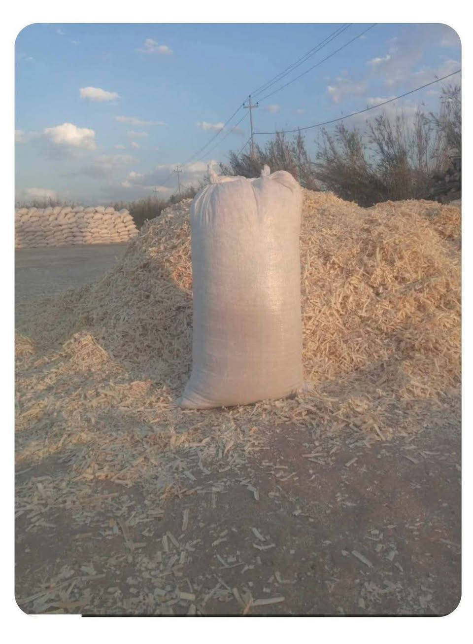 بسم الله الرحمن الرحيم

السلام عليكم أخوان مربي الدواجن توجد نشارة بيضاء بأسعار مناسبة اقل طلب ٥٠ كيسا الية للاتصال على الرقم التالي ***********

ملاحضة أطلب النشارة قبل موعد  الحاجة إليها بأيام بسبب تراكم الحجوزات
