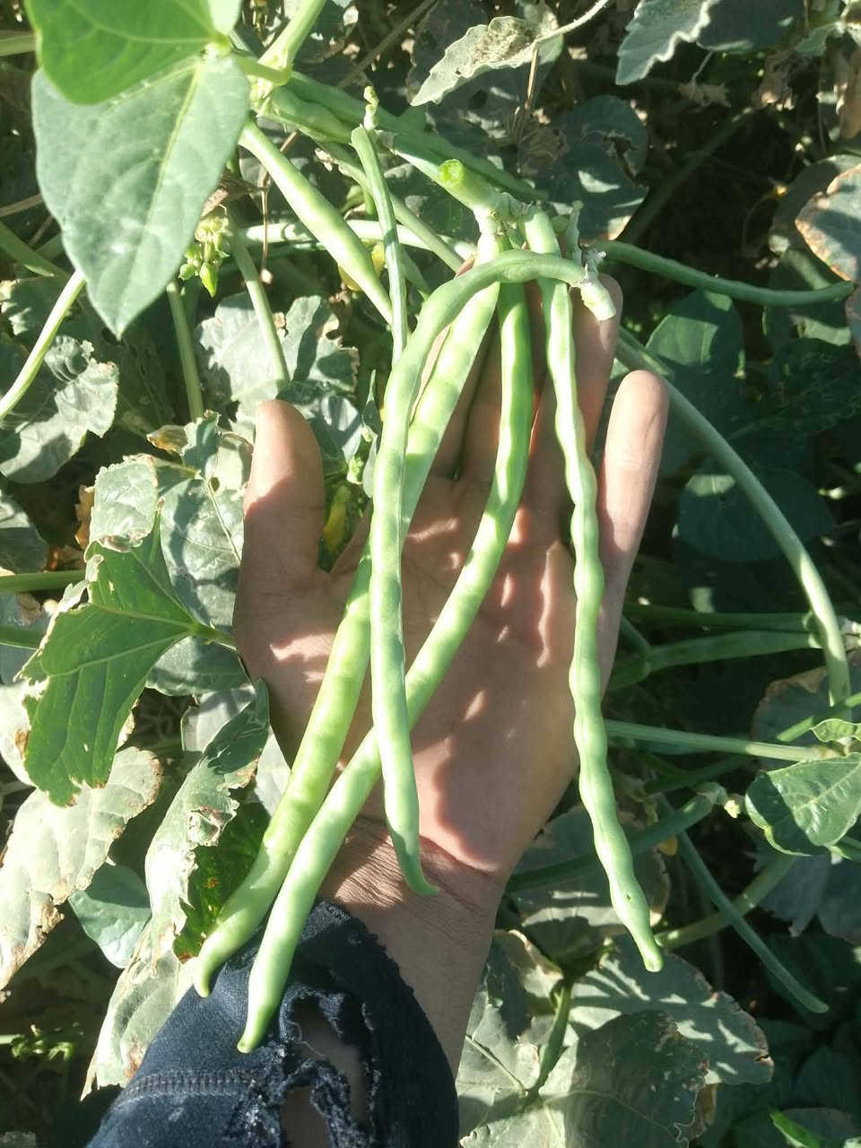 اللهم صلي على محمد وآل محمد 

سلام عليكم توجد بذور لوبياء نوع  رهاول  مال سنه بكميات كثير  لاستفسر مرسله الحساب تالي او تصال على رقم ***********
