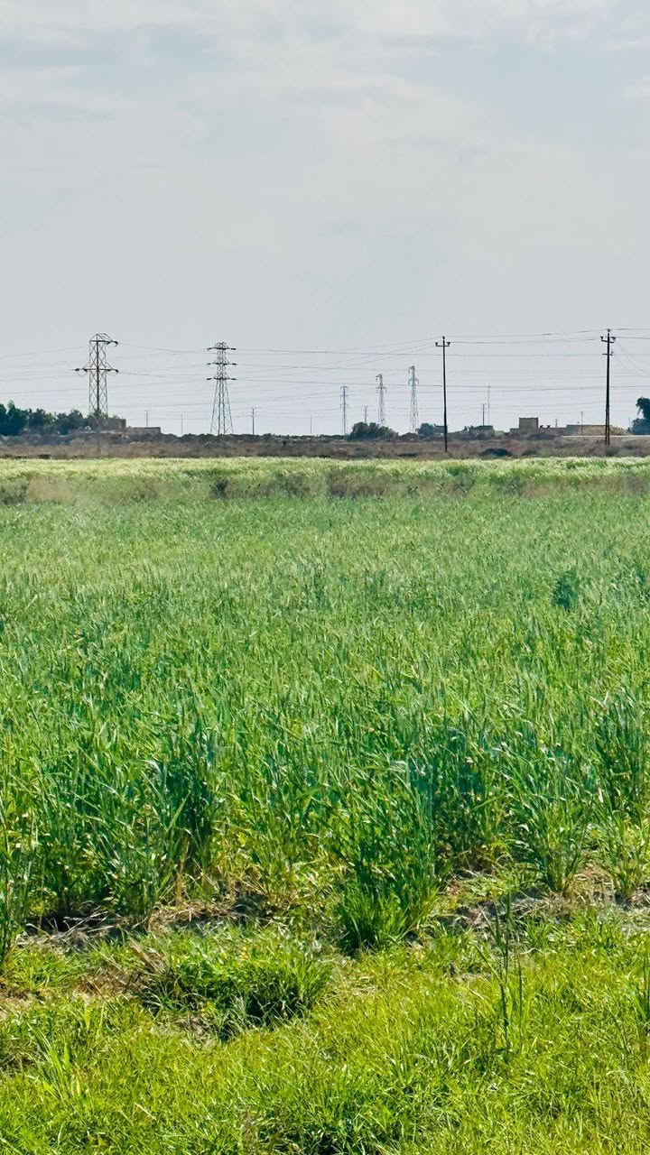 سلام عليكم تتوفر ١٠دوانم حنطه جتيل للبيع التواصل واتساب فقط ‏‪***********‬‏
