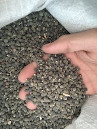 متعهد متعهد متوفر بذور درجه اولى بذور بامية فرنسيه مشرحه اربعنيه  متوف...