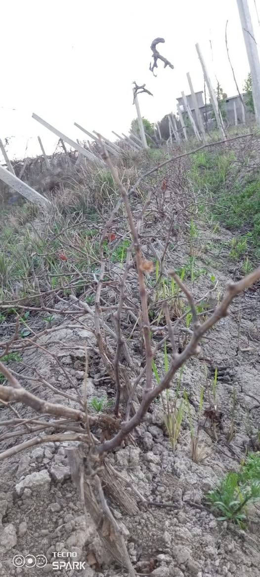 بيش عنب+اسود +زيتوني حلواني+ اتصال ‏‪***********‬‏
