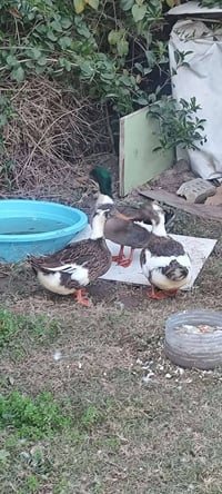 بشوش اللبيع اتصل 07740692707