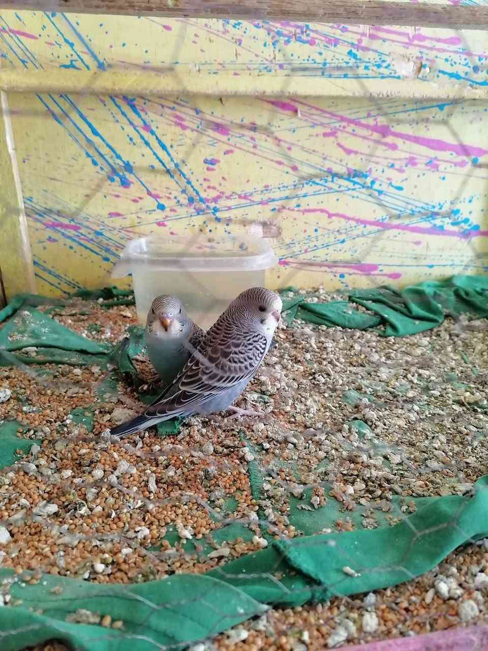 طيور حب العدد ٧ شرط صحه ونضافه وتبزير مال بيت مرتبات وحلوات زوج منهن جواهن بيض الوان حلوه سعرهن هنه ولقفص 40 وياهن بيت اضافي كبير مكاني ناصريه مركز رقمي ***********
