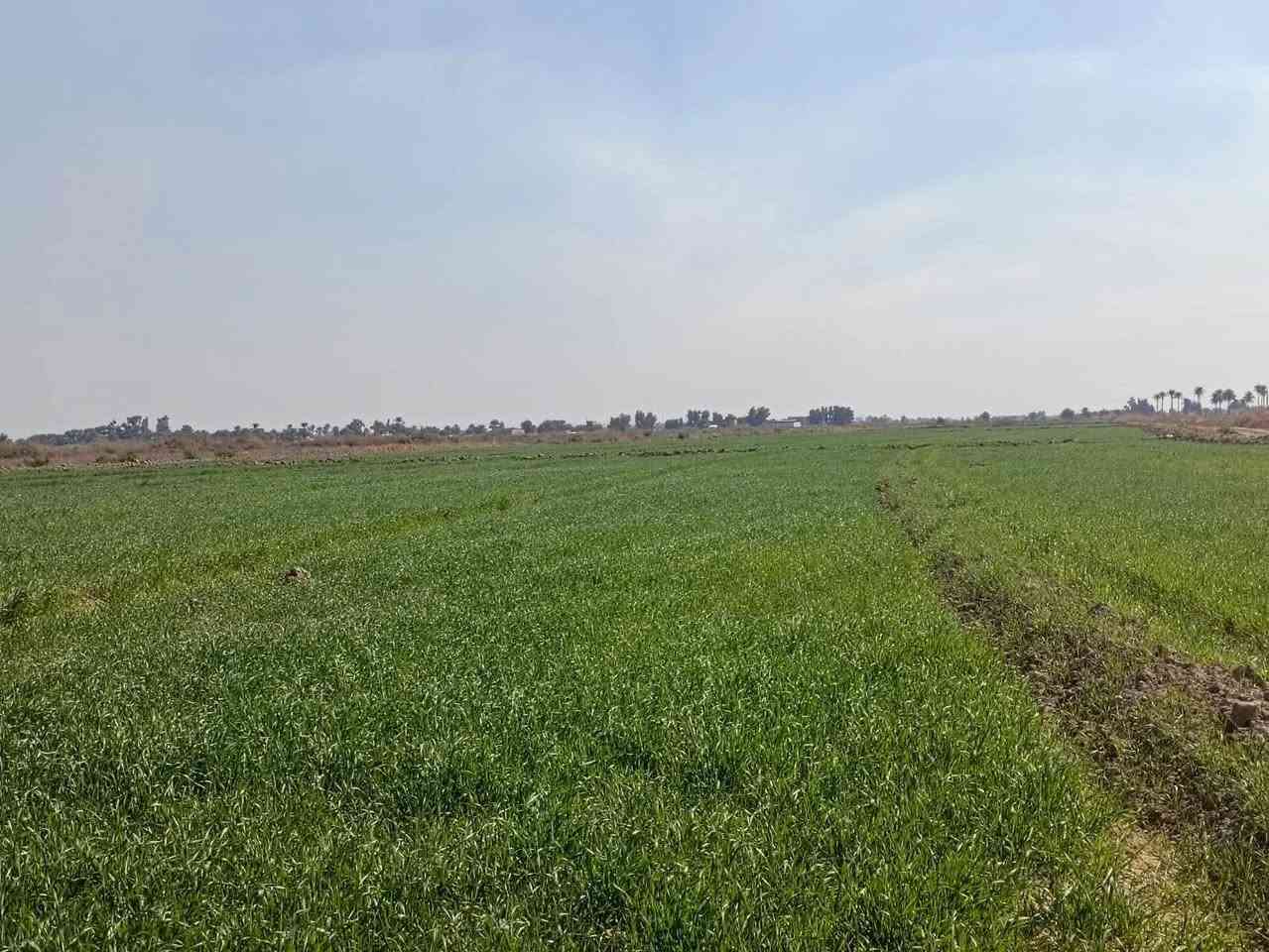 السلام عليكم ارض زراعيه للبيع طابو سند ٢٥ مساحه ١٠٠دونم
واسط قضاء  الزبيديه قرية أم سنيم متوفر  فيها كافه الخدمات  مضخه مياه  كهرباء  علئ نهر دجله 40احصان  وقريبه علئ المدارس
ارض مخدومه  وصالحه للزراعه  تبعد عن طريق الزبيديه والنعمانيه 200متر
الاستفسار ***********
