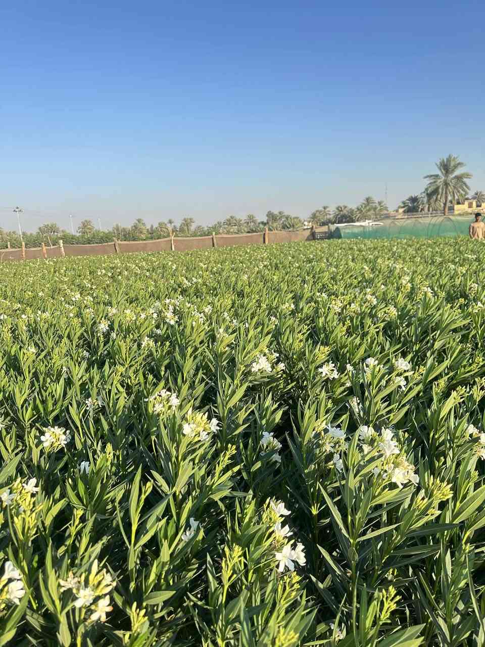 كلشي وكلاشي موجود وبأسعار تنافسية
النفضيات بمختلف أصنافها واحجامها متوفرة 

خوخ 🍑 
كوجه 
مشمس 
تفاح 
عرموط 
كاكي
الو
تكي 
تين
رمان 
كالبتوز 

وكلشي متوفر 

بمشتل الرياحين 😍 الأسعار تعجبك أن شاء الله 😍

عنواني / حله - رارنجيه 

للأستفسار 

***********
