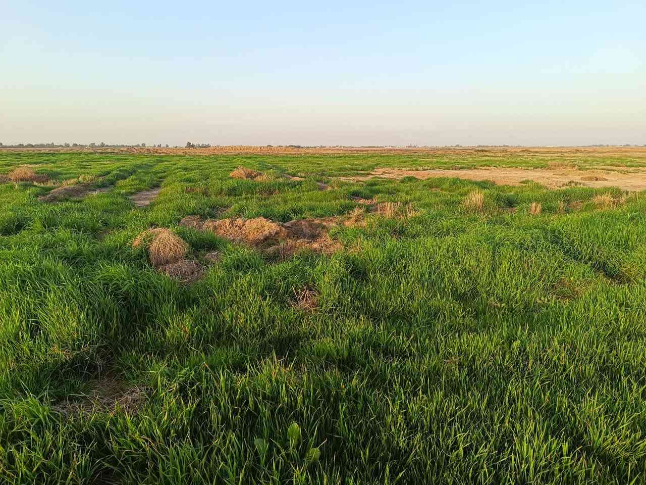 سلام عليكم 
زرع بور للبيع 15 دونم قرب قرية الهوز 
***********
