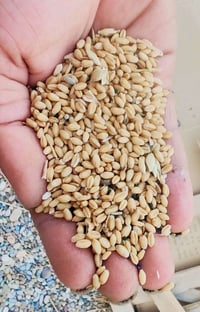 گنم • قمح • حبوب • للبيع • بيع گنم • محصول • طعام
