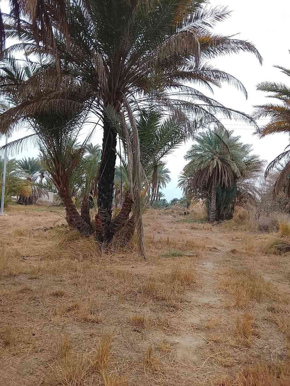 دونمين للبيع مع كافة الخدمات تبليط ماء كهرباء تحويل مباشر حله قرب سيطره الاثار سعر على الخاص


**إذا كنت صاحب هذا الإعلان وتريد حذفه لأي سبب، رجاءا أرسل رسالة إلى الدعم الفني**