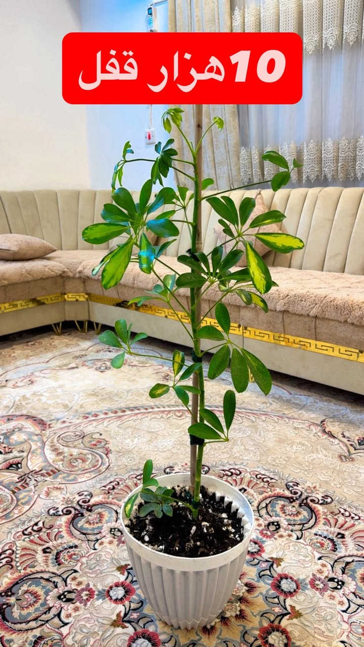 ئه ف كوله خرته بيعي نه كلك راقينه
0750 4263490
