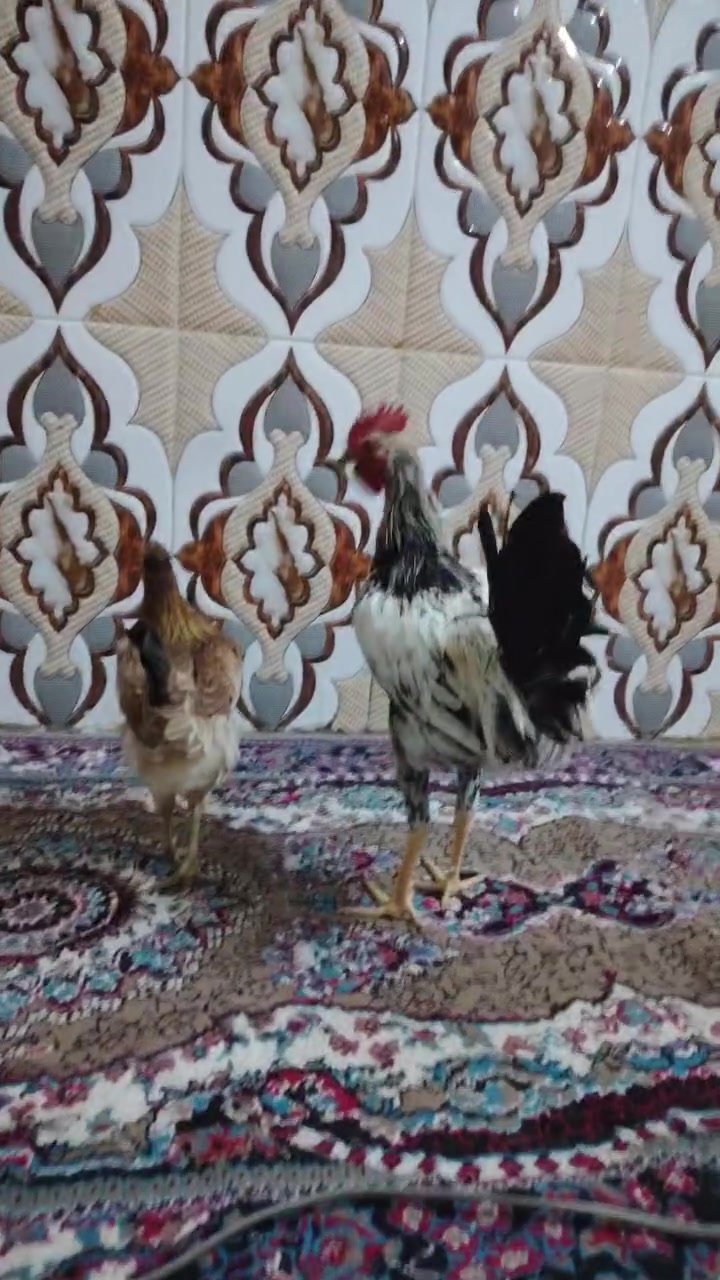 متاح زوج كويتي شوكي ومطوك
للبيع اكتب تم يوصلك سعر


**إذا كنت صاحب هذا الإعلان وتريد حذفه لأي سبب، رجاءا أرسل رسالة إلى الدعم الفني**