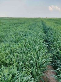 ١٢ دونم • حشيش • دلمج صدر