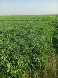 شاير • طريق بغداد • للبيع