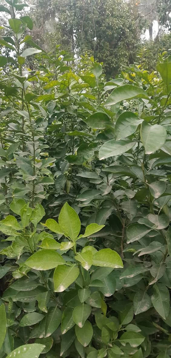 السلام عليكم
يتوفر البرتقال لاسباني (المناويلا ) ارتفاع مترتين بي قسم حمال ب ٢٠ 
والنارنج الاسباني ارتفاع مترتين ب ١١  بي حمل 
ويتوفر كيس ارتفاع متر وسبعين ب ٦
ويتوفر الكافيار بي حمل ارتفاع متر وسبعين ب٦
وصيني سندان ارتفاع مترتين ب٨
وصيني كيس ارتفاع متر وخمسين ب ٢٥٠٠
ولالنكي دبل سوبر ارتفاع متر وسبعين ب ٢٥٠٠
ولالنكي عراقي ارتفاع متر وسبعين ب٢٥٠٠
الموقع شارع المعارض 
***********
لايوجد توصيل
