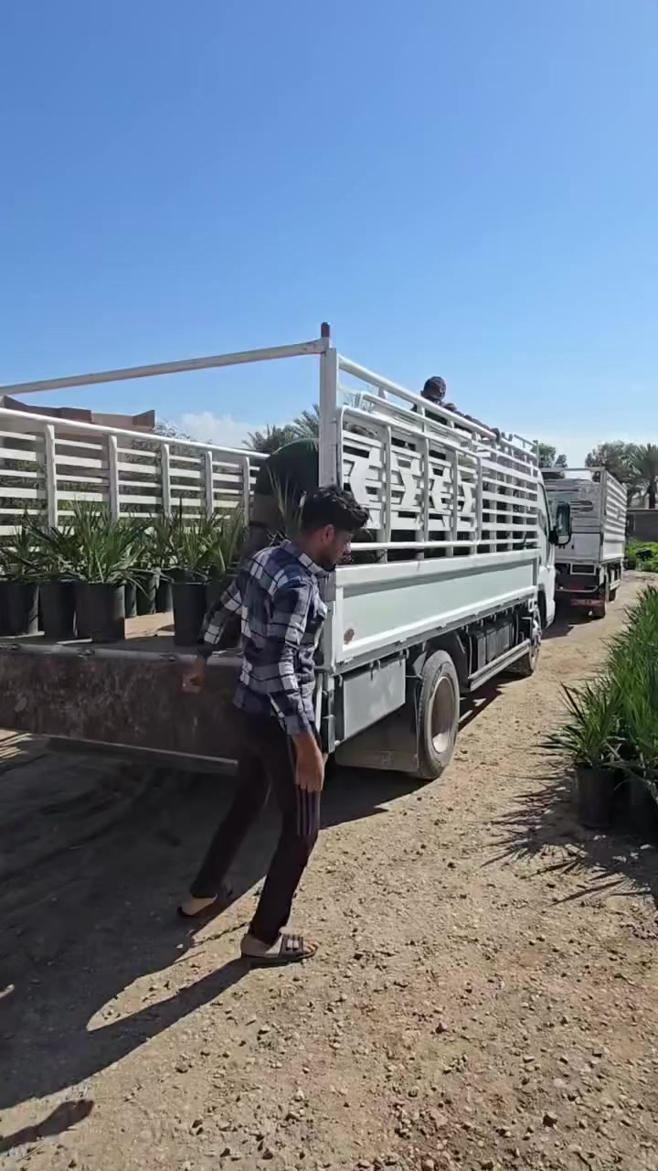 اللهم صل على محمد وال محمد 
اليوم وعلى بركة الله باشرت شركة النسيج الأخضر للنخيل فرع ديالى مشتل صفاء الصريوي للنخيل النسيجي  في ارسال وجبات من الفسائل النسيجية صنف المجهول مختبر الوثبة الى المحافظات 
محافظة صلاح الدين 
محافظ واسط ومن الله التوفيق

مستعدين لأنشاء وتجهيز المزارع في كافة انحاء العراق 
العنوان ديالى ناحية السلام 
للاستفسار الاتصال بالرقم 
***********
