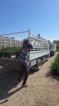 فسائل نسيجية • مشتل صفاء • ديالى ناحية السلام