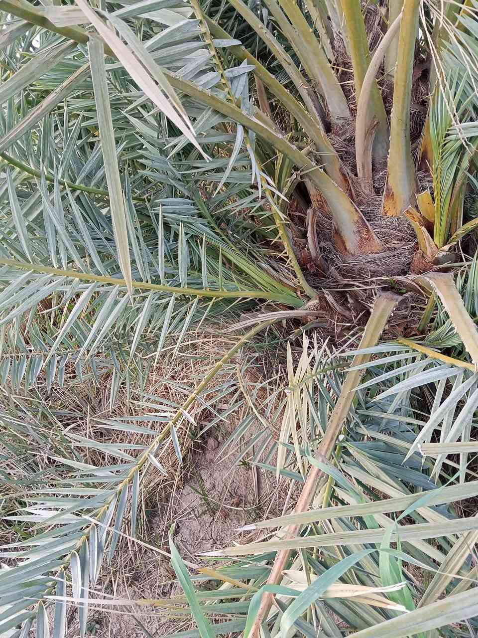 يوجد فسائل نخيل نوع شويثي، درجة أولى للبيع.
العنوان الرفاعي***********
