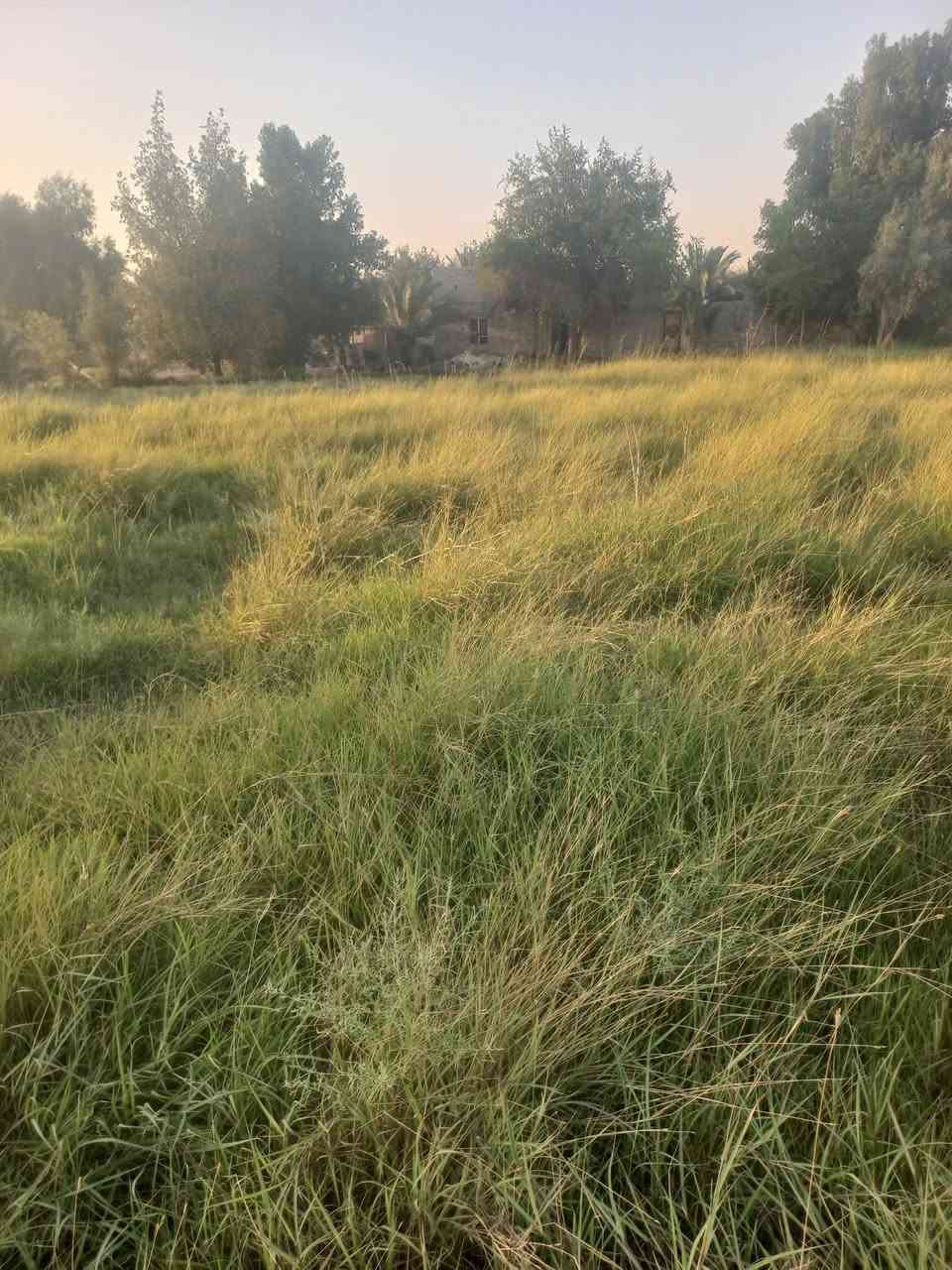 يوجد حشيشات نص دونم اليريدهن يقيمهن ياخذهن 
المكان الشطرة مقابيل محطة عبد الحسن ملاغي على نهر السعداوية 
***********
