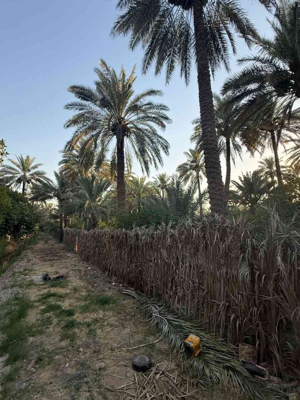 بستان في منطقت الراشديه  محمل بل ثمار والاشجار بستان حمال ريهم مزرعه شاليه كلش حلو بصفه الشارع السده مال دجله وخمس دقايق من سريع بغداد موقع كلش مميز وحلو وسعره همين ***********
