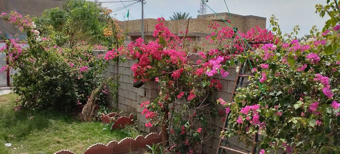 سلام عليكم  بيت  على طريق الديوانية السنية طريق الزوار مابين سنية و الديوانية يبعد عن الشارع 250متر طابو سند 25 مساحة 550م +فضلة +حديقة داخلية و خارجية + يوجد 5اغرف 4×5 و غرفة واحدة 6×5 + استقبال  و مطبخ 6×5 صحيات داخلية و خارجية +كونكريت مسلح  بناء 2025 ماء و مجاري كاملة مجمع حيدر حجي هندي على طريق السنية مقابل برج اسيا سيل  ***********
***********
سعر خاص
