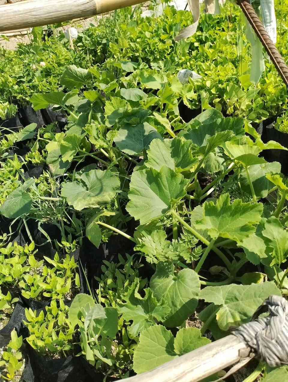 السلام عليكم ورحمه الله وبركاته
يوجد شتل 
1-باذنجان اخضر وباذنجان اسود 
2-فلفل حلو كبار و فلفل حار كرون 
3-طماطه 
4-شجر 
للراغبين بالشراء غدا صباحا
للاتصال 
زين ***********
اسيا ***********
السعر 2000 الكيس الواحد
