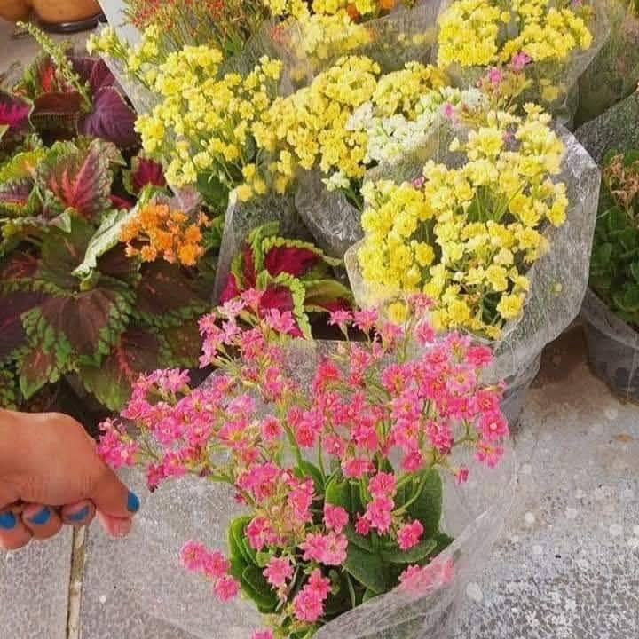 انواع الورد الدائمي للحجز تواصل خاص


**إذا كنت صاحب هذا الإعلان وتريد حذفه لأي سبب، رجاءا أرسل رسالة إلى الدعم الفني**