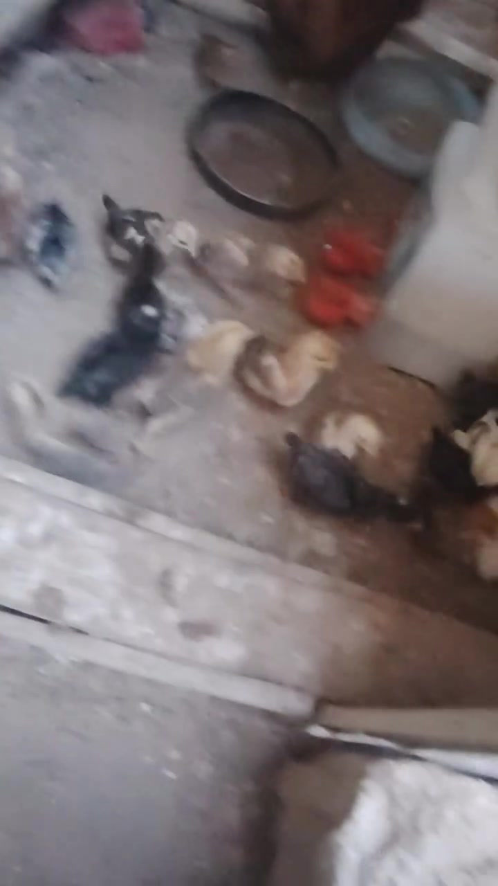 السلام عليكم متاح صواصي عرب
نشاط وصحه خير من الله ملقح وكامل
مكاني راوه وماعندي توصيل
28طير 65الف وبيهن مجال بسيط


**إذا كنت صاحب هذا الإعلان وتريد حذفه لأي سبب، رجاءا أرسل رسالة إلى الدعم الفني**