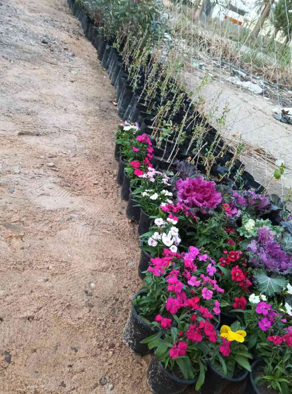 مساء الورد عليكم تحياتي للجميع 🌺
اليوم وصلت وجبه جديده جميع انواع الاشجار🌺

 اهلاً وسهلا  بيكم مشتل يم المام بكر عليه السلام بابل

مشتل نور المرتضى رقم الهاتف بيه واتساب راسلوني وتداللون

***********
