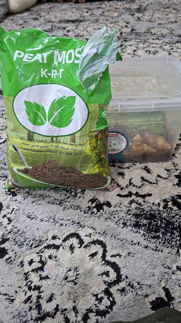 السلام عليكم بغداد البلديات الضباط
حلزونات ٨ وحدة عمر ١٠ اشهر 🐌🐚😍🥰
25 الف
*********** واتساب
