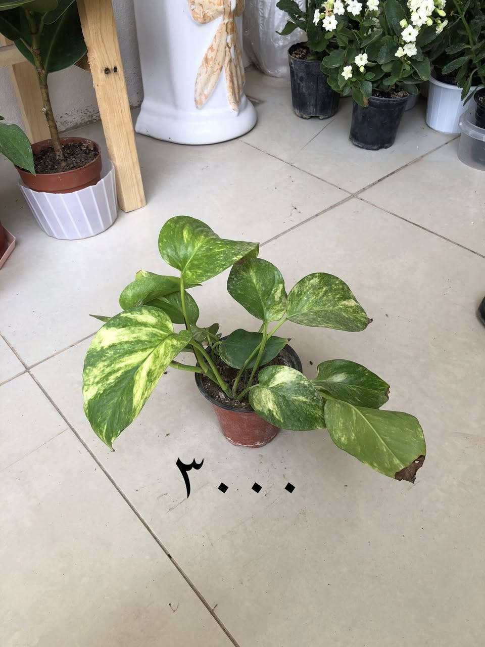 بۆ فرۆشتن گەیاندنمان هەیە


**إذا كنت صاحب هذا الإعلان وتريد حذفه لأي سبب، رجاءا أرسل رسالة إلى الدعم الفني**