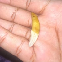 سن الذيب • مكفول • ٦سنوات