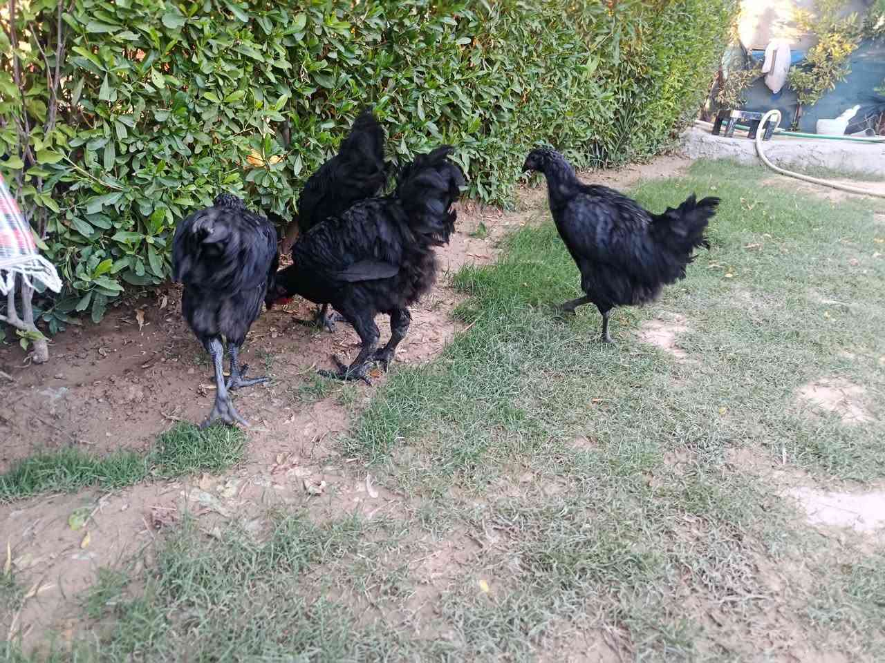 باڕو باڕۆکی استرۆلۆب اصلی بەزەمان تەمەنیان نزیک 7مانگە
ساغ و تەندروست نزیکە 70دانەیە 
بۆفرۆشتن  بەتاک و کۆ 
کەمتر لە 5دانە نافرۆشین 
جوتی 40هەزار  شوێن کەلاڕ


**إذا كنت صاحب هذا الإعلان وتريد حذفه لأي سبب، رجاءا أرسل رسالة إلى الدعم الفني**