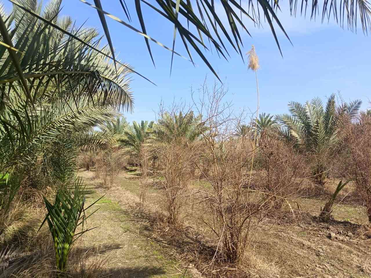 بستان للبيع 6 دونم ونص سند منفرد بسم شخص واحد وجه على تبليط مباشر طويريج منطقة شط طله سعر الدونم 130 مع المجال اي استفسار خاص


**إذا كنت صاحب هذا الإعلان وتريد حذفه لأي سبب، رجاءا أرسل رسالة إلى الدعم الفني**