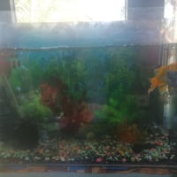 حوض سمك للبيع كامل غراضو وسمك السعر 60 للاستفار 07847674131