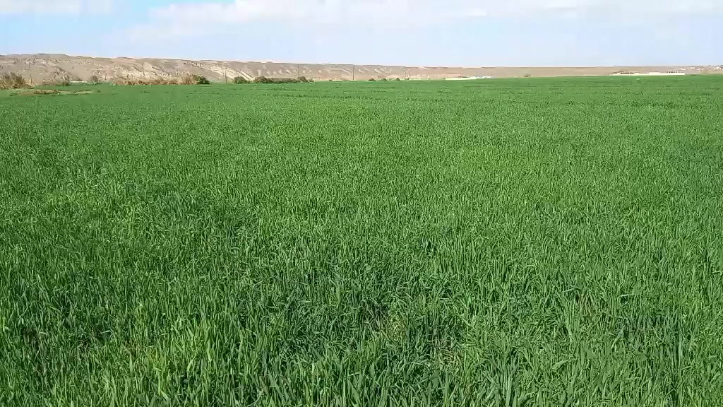 بسم الله ماشاء الله لا قوة إلا بالله العلي العظيم...
بعض الحقول الزراعي المشرفين عليها.  اختيار الأسمدة حسب نوع التربة وعمر النبات ووقت التغذية.
يقلل التكلفة الإقتصادية ويزيد من الإنتاج والنوعية.
ومن الله التوفيق والنجاح 🌹🌹🌹🌹🌹🌹🌹🌹


**إذا كنت صاحب هذا الإعلان وتريد حذفه لأي سبب، رجاءا أرسل رسالة إلى الدعم الفني**