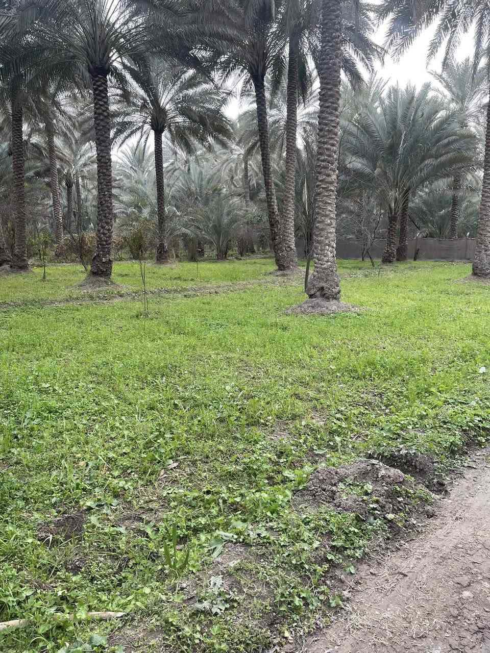 السلام عليكم اخوان نصف دونم  1250  متر  سند العقار طابو زراعي سند 25 يبعد عن شارع السيدة زينب كيلو  تحويل أسهم باسم المشتري  السعر 110 وقابل للتفاوض  موقع العقار كربلاء الحسينية منطقة العسافيات للستفسار ‭٠٧٧١ ٨٤٤ ٦٥٧٦‬
