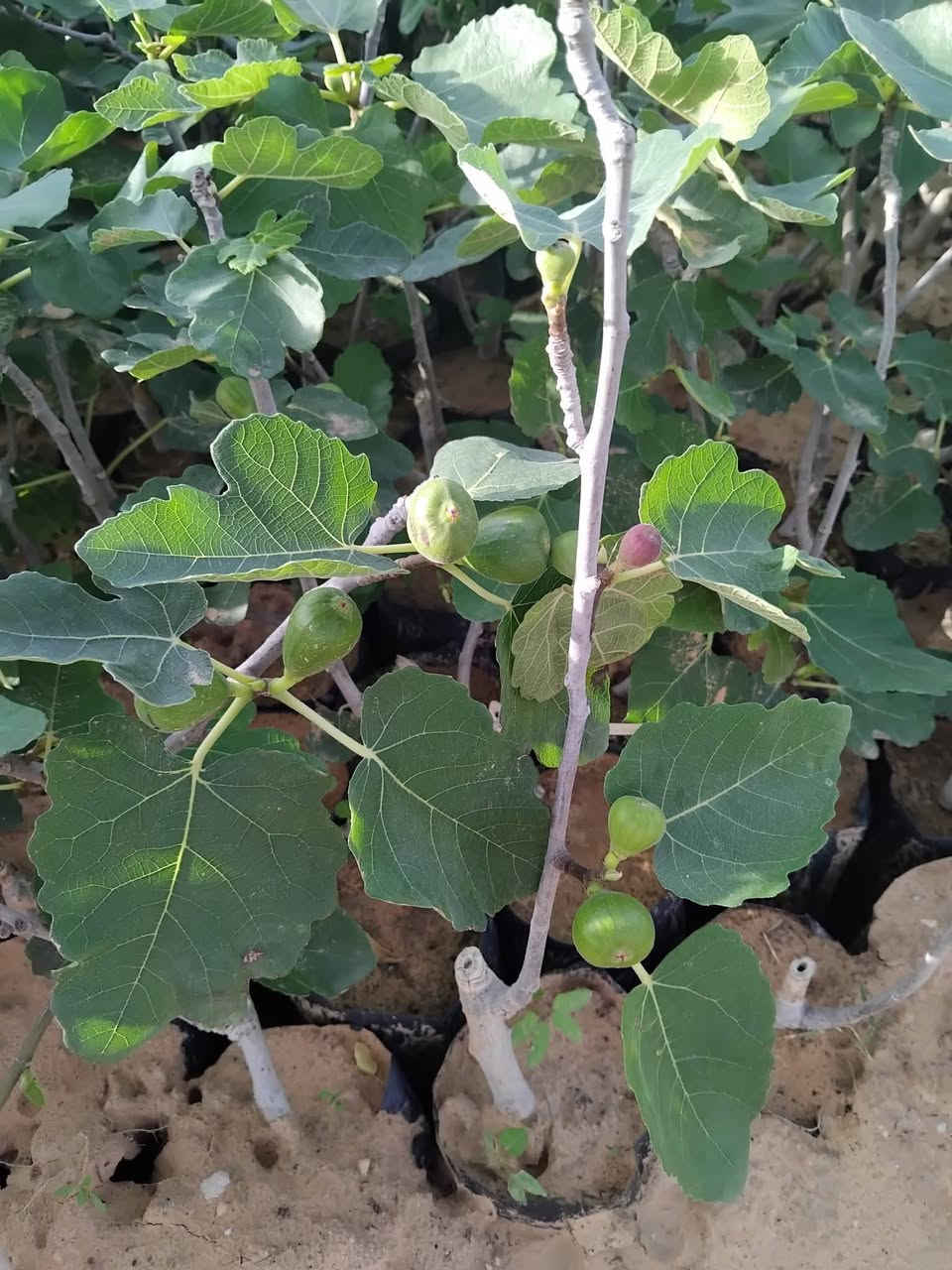 سلام عليكم حاليا متواجد فلكه الفرسان


**إذا كنت صاحب هذا الإعلان وتريد حذفه لأي سبب، رجاءا أرسل رسالة إلى الدعم الفني**