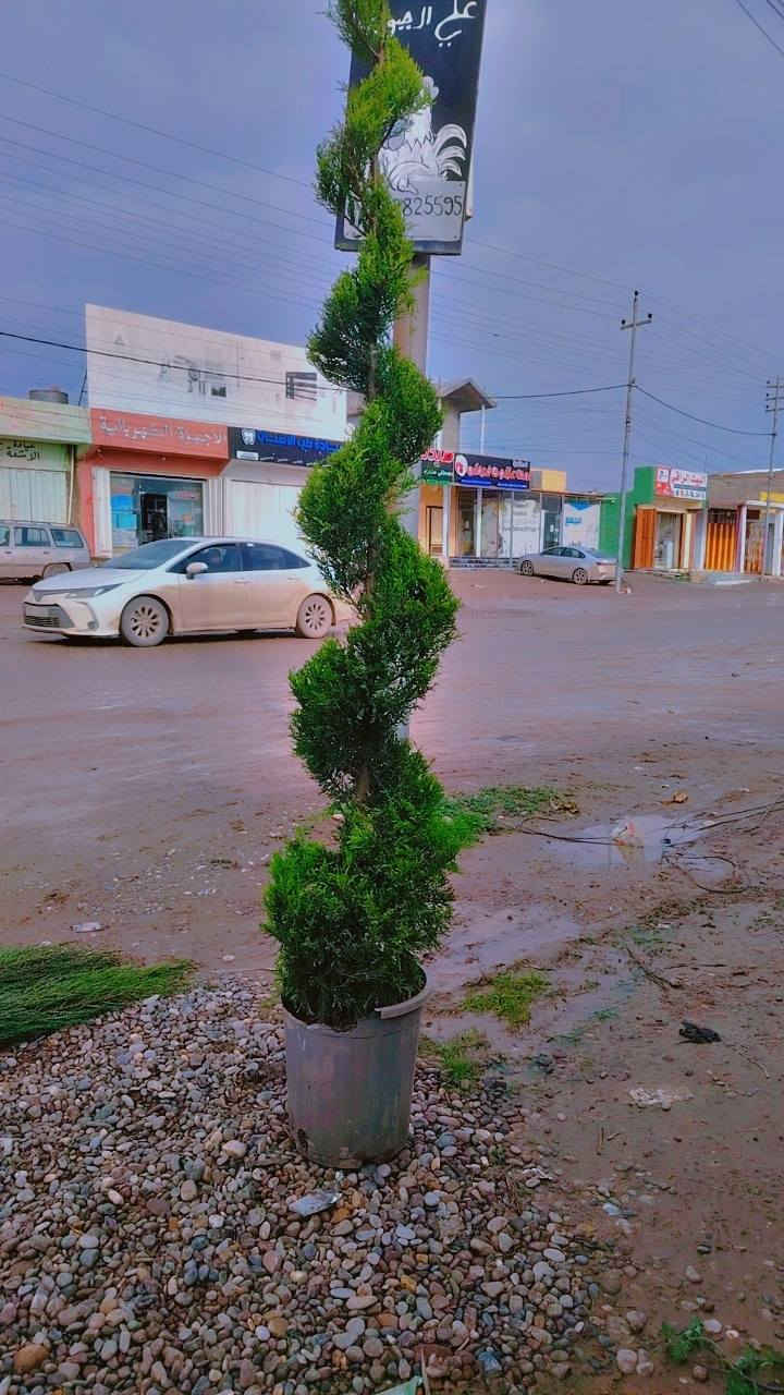 السلام عليكم 
وجبة جديده من الفواكه👇
عرموط ب 3000.
مشمش ب 3000
خوخ ب 3000
تفاح. اصفر خشن ب 3000
تفاح ابراهيمي ب 3000
ألو دموي سوري ب 3000
تين عقرة ارتفاع متر ب 2000
تكي عراقي اسود ب 3000
كالبتس ارتفاع مترين ونص ب 3000
دفله ب 2000
سبحبح ب 3000
ياس. ب 2000

عنب حلواني ارتفاع 3 امتار واكثر ب 12 
انكدنيا راتفاع مترين ب 10
برتقال ابو الصرة. ارتفاع مترين ب 8000
يوسفي فرنسي ارتفاع متر و80 ب 8000
نومي ارتفاع مترين ونص ب 8000
كالبتس ارتفاع مترين ونص ب 3000
برتقال صيني قزمي ب 8000
ربتقال صيني ارتفاع. مترين ونص ب 15000
تين اسباني. ارتفاع مترين ونص ب 7000
تين اسود عقرة  ارتفاع مترين ب 7000
مشمش عقرة ب 6000
خوخ عقرة ب 6000
عرموط جبلي ب 6000
تفاح ارتفاع اكثر. من مترين ونص ب 6000
شب الليل ارتفاع متر ونص ب 5000
برتقال ارتفاع متر ونص ب 5000
نومي ارتفاع متر ونص ب 5000
يوسفي ارتفاع متر ونص ب 5000
ثويا ب 3000


**إذا كنت صاحب هذا الإعلان وتريد حذفه لأي سبب، رجاءا أرسل رسالة إلى الدعم الفني**