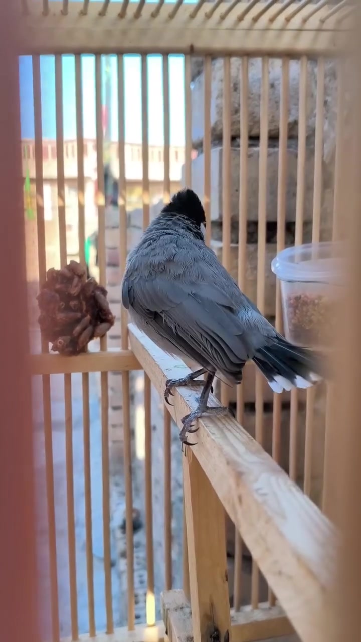 ياالله متاح ابيع اليف قفص 120كل مجال مابي رجائن لا تخابرني دكلي شبي مجال بدون قفص 100قفل معجبك سعر اطلع كبل 
يرحم والديك


**إذا كنت صاحب هذا الإعلان وتريد حذفه لأي سبب، رجاءا أرسل رسالة إلى الدعم الفني**