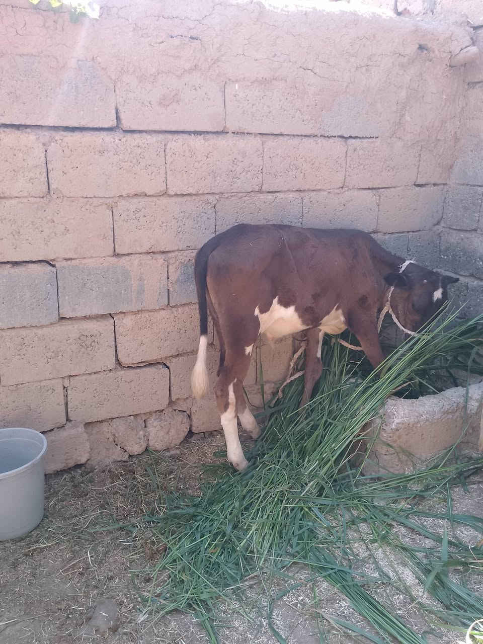 السلام عليكم للبيع ثلاث حوالي جنس اصليات مالات بيت يرهمن ربط وجنيهه السعر ثلاث مليون و560 وبيهن مجال قليل الاستفسار الاتصال على الرقم *********** ويرهم  ابيع واحد تريد جوز هم يرهم
